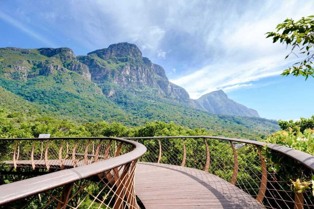 Boomslang walkway in the Kirstenbosch botanical garden in Cape Town, Canopy bridge South Africa