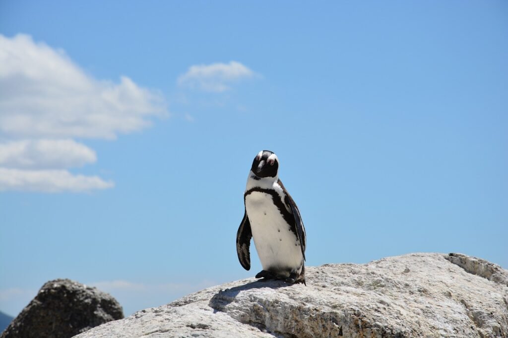 penguin, beach, south africa-657527.jpg